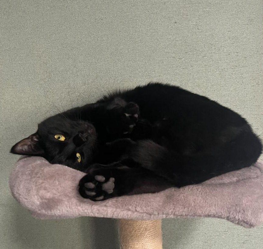 This picture of Prince was taken by Blue Mountain Animal Rescue Society and shared with permission.