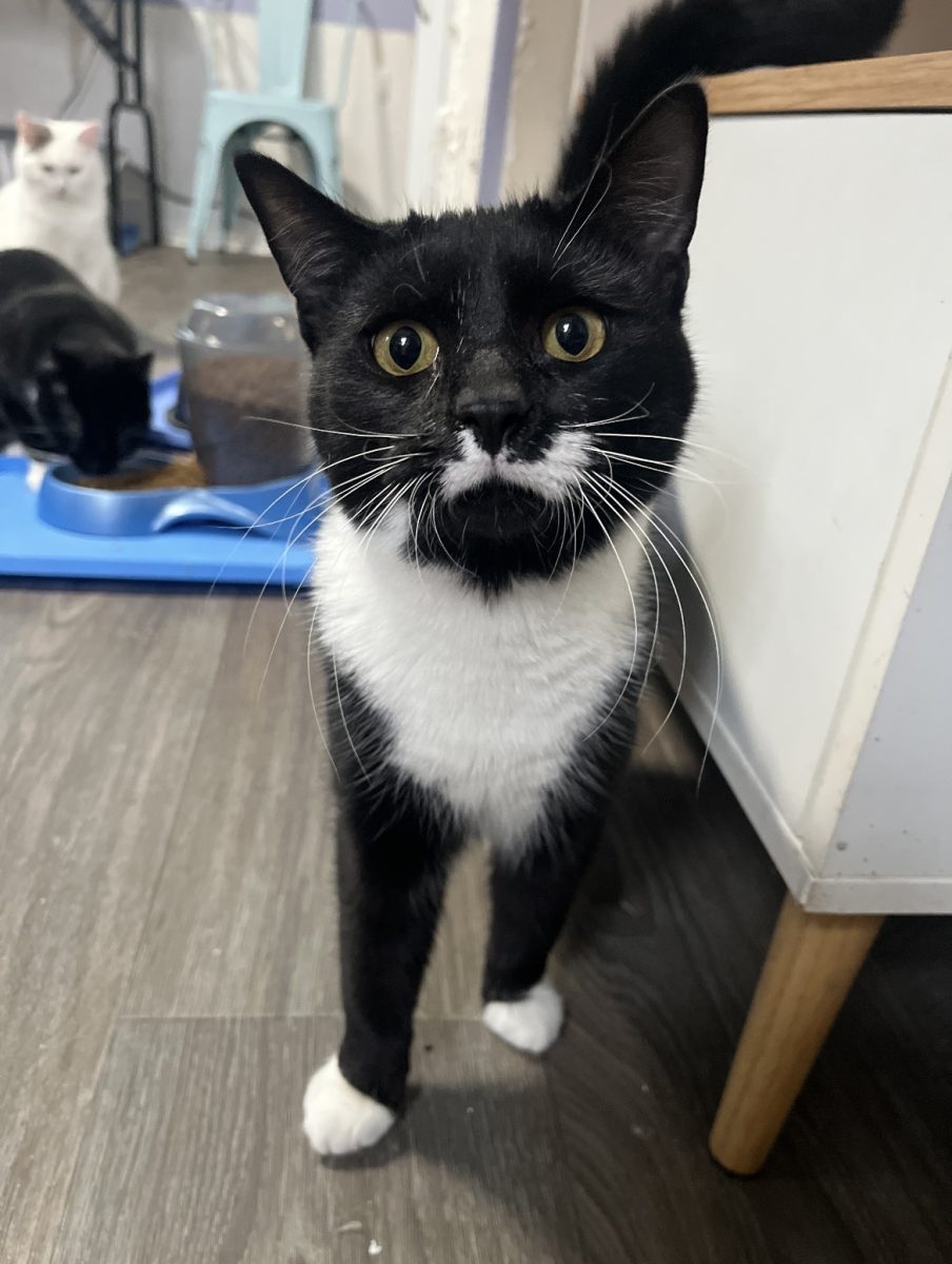 This picture of Vlad was taken by Blue Mountain Animal Rescue Society and shared with permission.