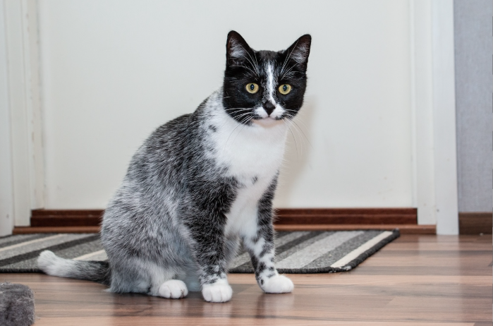 A picture of the new cat color. 

Photo taken by Ari Kankainen from a BBC article written by Noa Leach. 