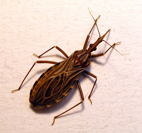 Kissing bugs, unlike their name suggests, are very dangerous insects. Photo from internet (Creative Common Licence).