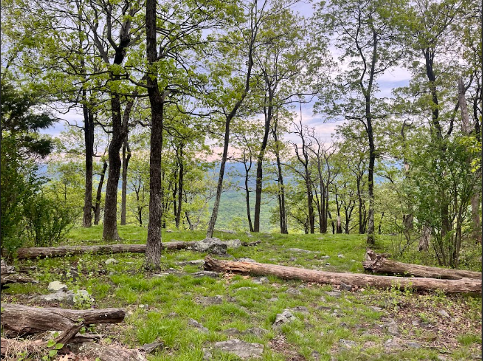 The beautiful woods in Pennsylvania